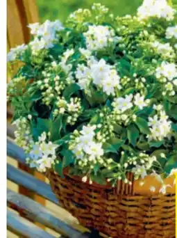 Hagebau Sommerjasmin Solanum Jasminoides Angebot