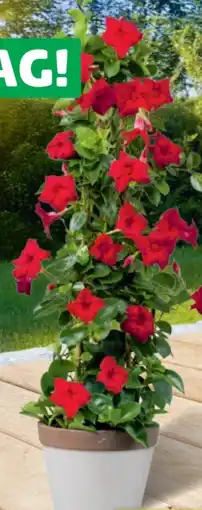 Hagebau Dipladenia Angebot