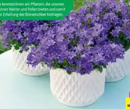 Hagebau Polsterglockenblume Campanula portenschlagiana Angebot