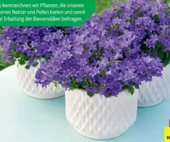 Hagebau Polsterglockenblume Campanula portenschlagiana Angebot