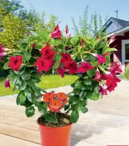 Hagebau Dipladenia Angebot