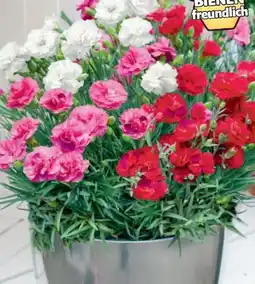 Hagebau Nelken Dianthus Angebot