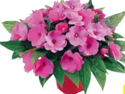 Hagebau Edellieschen Impatiens Neuguinea Angebot