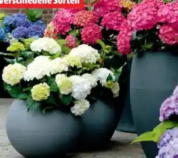 Hagebau Freilandhortensien Hydrangea Macrophylla Angebot
