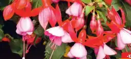 Hagebau Fuchsia Angebot