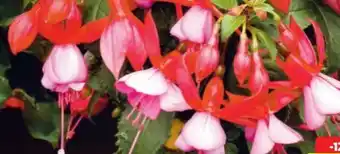 Hagebau Fuchsia Angebot