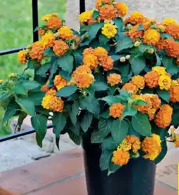 Hagebau Wandelröschen Lantana Camara Angebot