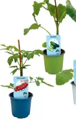 Hagebau Gemüse-Jungpflanzen Angebot