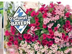 Hagebau Bunter Gärtnertopf Angebot