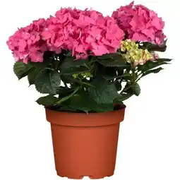 toom Baumarkt Ballhortensie Angebot