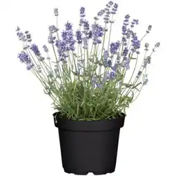 toom Baumarkt Toom Lavendel Angebot