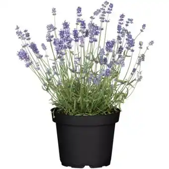 toom Baumarkt Toom Lavendel Angebot