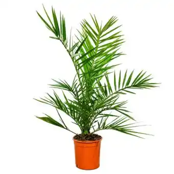 toom Baumarkt Kanarische Dattelpalme Angebot