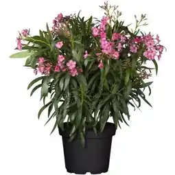 toom Baumarkt Oleander-Busch Angebot