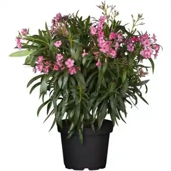 toom Baumarkt Oleander-Busch Angebot