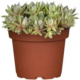 toom Baumarkt Hauswurzen Angebot