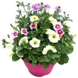 toom Baumarkt Confetti Garden Trio Sommerblumen Mix Angebot