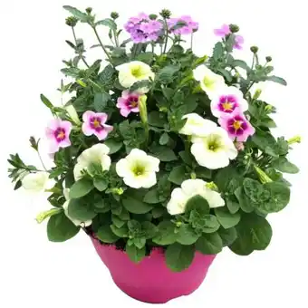 toom Baumarkt Confetti Garden Trio Sommerblumen Mix Angebot