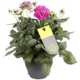 toom Baumarkt Dahlie XL Suniq Angebot