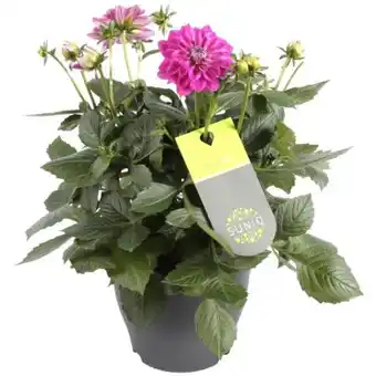 toom Baumarkt Dahlie XL Suniq Angebot