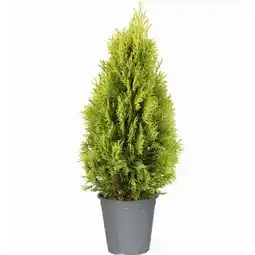 toom Baumarkt Lebensbaum Golden Smaragd Angebot