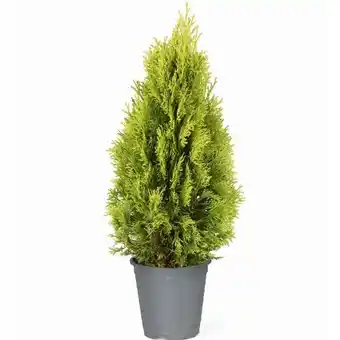toom Baumarkt Lebensbaum Golden Smaragd Angebot