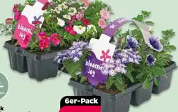 NETTO Blooming Joy Mix Angebot