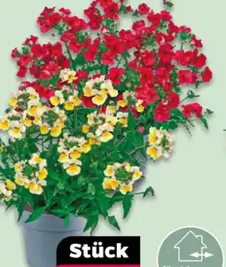 NETTO Blühplanzen-Mix Angebot