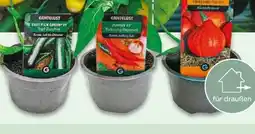 NETTO Gemüsepflanzen Erntelust Angebot