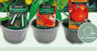 NETTO Gemüsepflanzen Erntelust Angebot