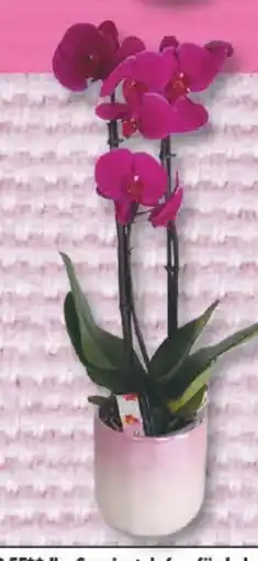 Edeka Multiflora Orchidee Angebot