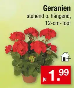 Zimmermann Geranien Angebot