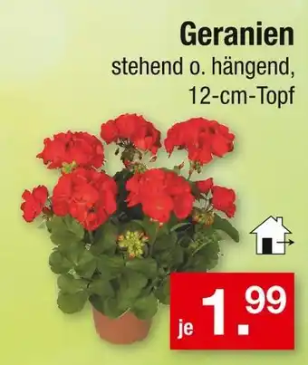 Zimmermann Geranien Angebot