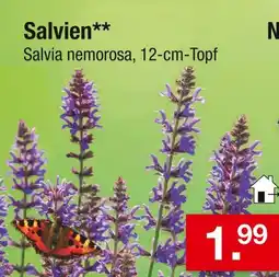 Zimmermann Salvien Angebot