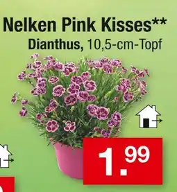 Zimmermann Nelken pink kisses Angebot