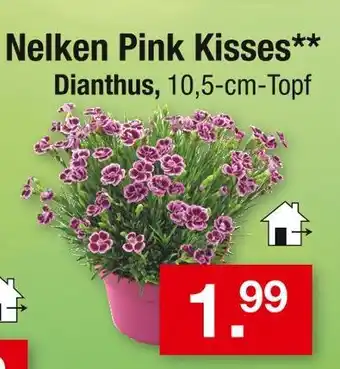 Zimmermann Nelken pink kisses Angebot
