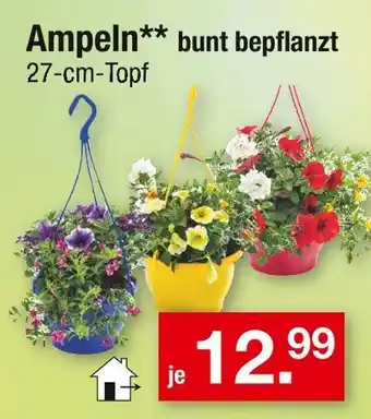 Zimmermann Ampeln bunt bepflanzt Angebot