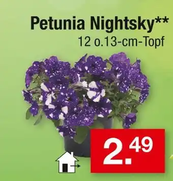Zimmermann Petunia nightsky Angebot