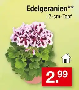 Zimmermann Edelgeranien Angebot