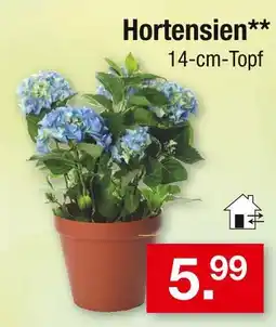 Zimmermann Hortensien Angebot