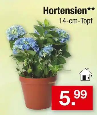Zimmermann Hortensien Angebot