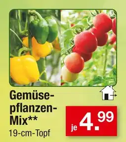 Zimmermann Gemüsepflanzen-mix Angebot