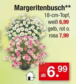 Zimmermann Margeritenbusch Angebot