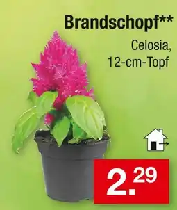 Zimmermann Brandschopf Angebot