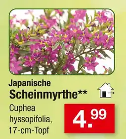 Zimmermann Japanische scheinmyrthe Angebot