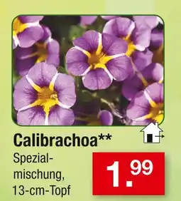 Zimmermann Calibrachoa Angebot