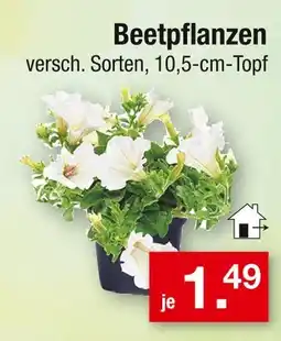 Zimmermann Beetpflanzen Angebot