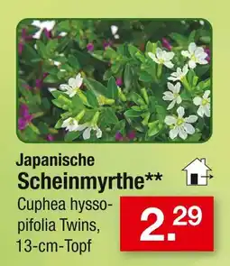 Zimmermann Japanische scheinmyrthe Angebot