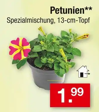 Zimmermann Petunien Angebot