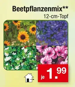 Zimmermann Beetpflanzenmix Angebot